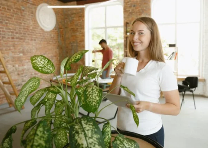 Jardim Interno: Plantas Adaptáveis em Projetos de Ambiente Interno